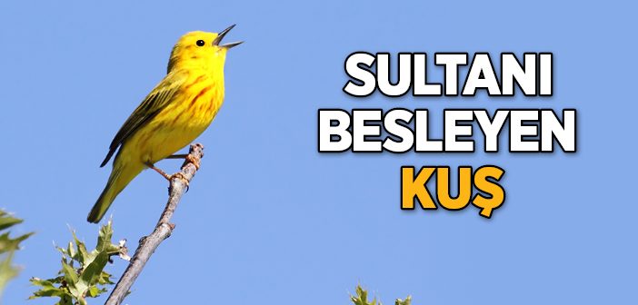 Sultanı Besleyen Kuş