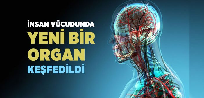 İnsan Vücudunda Yeni Bir Organ Keşfedildi