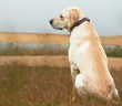 Padişah İle Av Köpeğinin İbretlik Hikâyesi