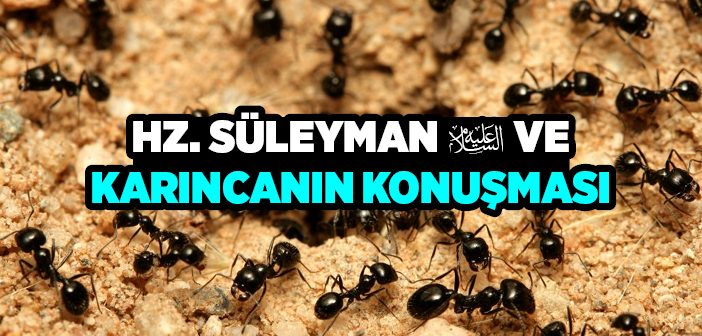 Hz. Süleyman ve Karıncanın Konuşması