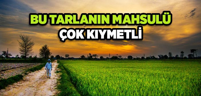 En Kıymetli Tarla