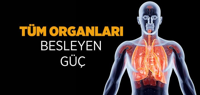 Tüm Organları Besleyen Güç