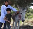 Ölüme Terk Edilen Eşeğe Sahip Çıktılar