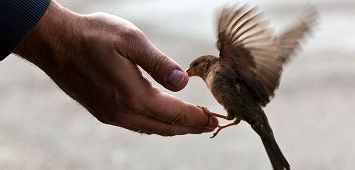 Hasene Nedir?