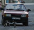 Mahallenin Kedileri Muhtar Yolu Bekliyor