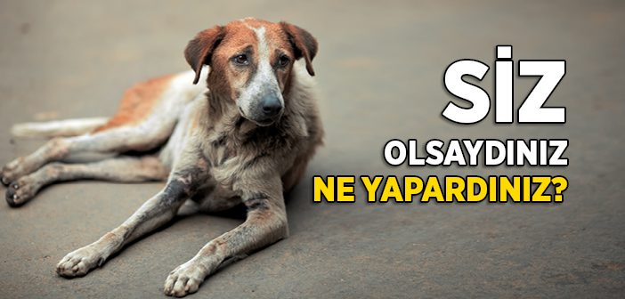 Köpeğe Merhamette Büyük Örnek