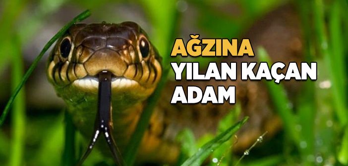 Süvari ve Yılan Hikayesi