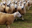 Kurban Kesilirken Hangi Dualar Okunur?
