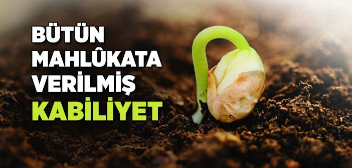 Bütün Mahlûkata Verilmiş Kabiliyet