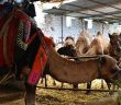 Kurban Keserken Besmele Çekmenin Hükmü