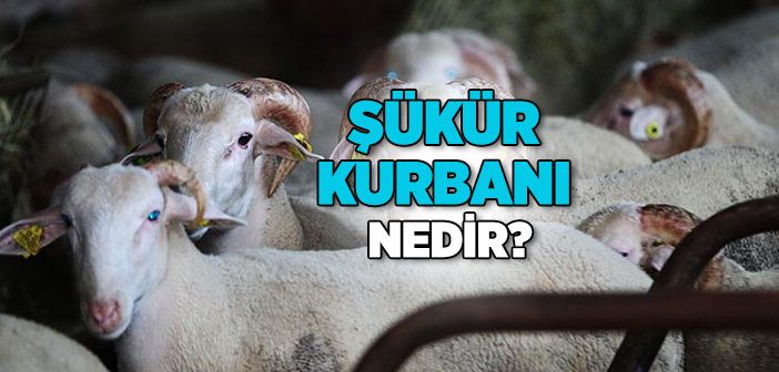 Şükür Kurbanı Nedir, Ne Zaman Kesilir?