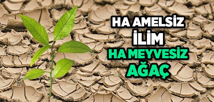Amelsiz İlim Meyvesiz Ağaç Gibidir