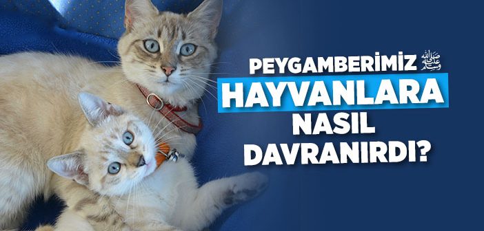 Hayvanlara Nasıl Davranmalıyız?