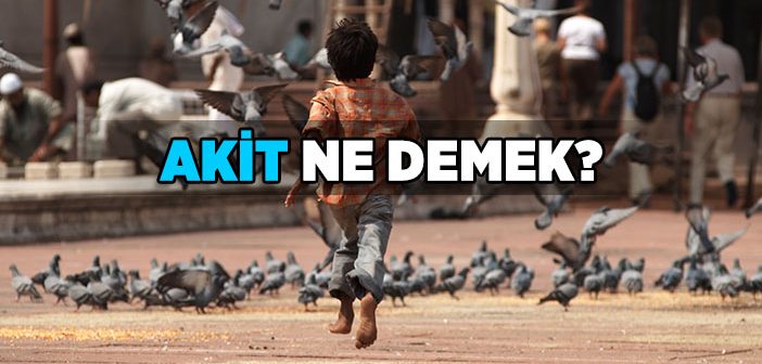 Akit Ne Demek?