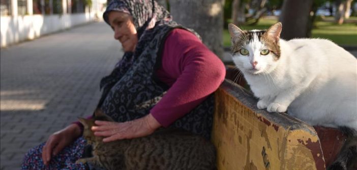 Sahipsiz Kedilerin Annesi