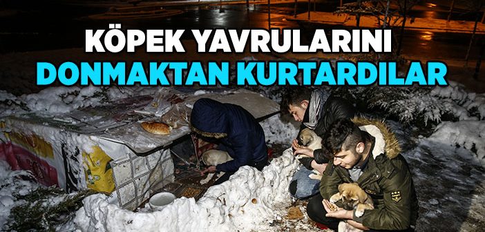 Gençler Köpek Yavrularını Donmaktan Kurtardı