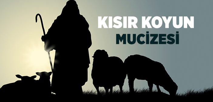 Kısır Koyun Mucizesi