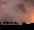 Sahabenin Peygamber Sevgisine Örnekler