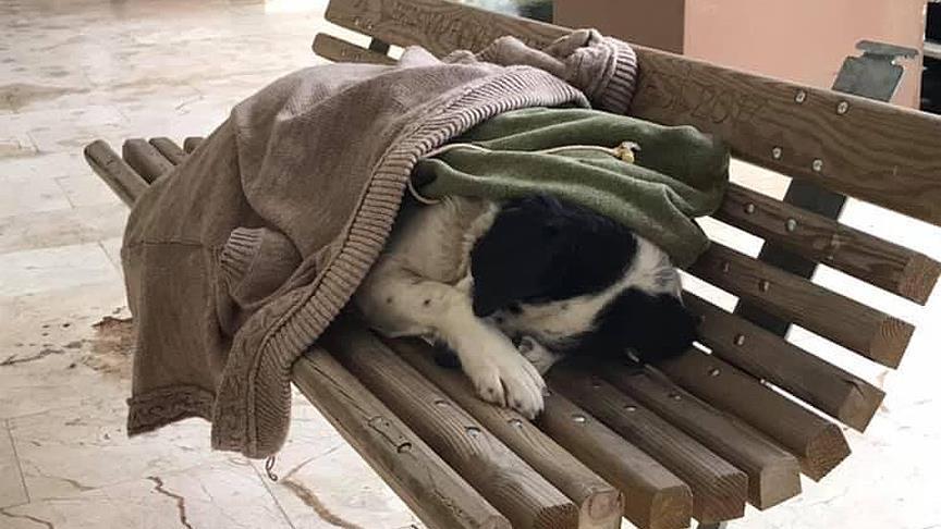 Sokak Köpeğinin Üzerine Hırkasını Örttü