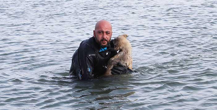 Yardımsever, Donmak Üzere Olan Köpeği Kurtardı