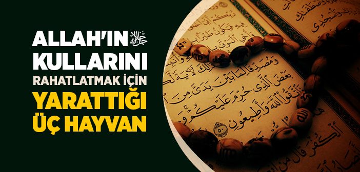Hayvanların Faydaları Nelerdir?