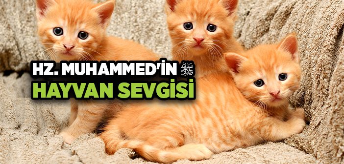 Peygamber Efendimizin Hayvan Sevgisi Hz Muhammed In Hayvan Sevgisi