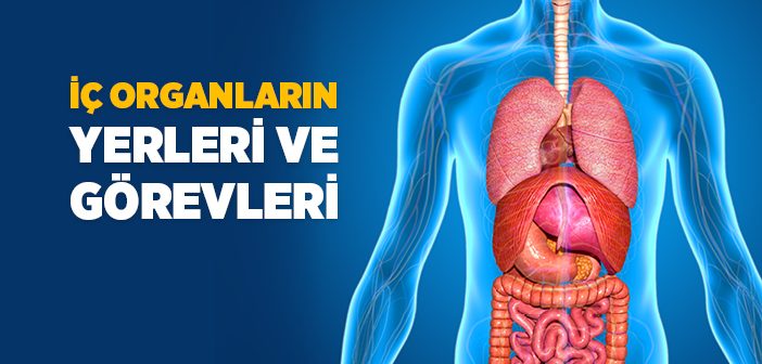 İç Organlarımız Nelerdir?