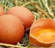'kanser İlacı Yumurtlayan' Tavuklar Yetiştirildi