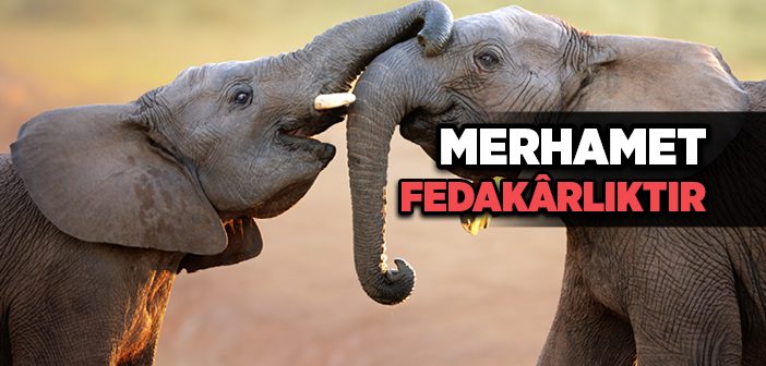 Merhamet Fedakârlıktır