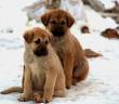 Sahipsiz Köpeklerin Açlıkla Sınavı