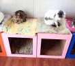 Tüm Kedilerin Yaşamak İsteyeceği Yer: Kedi Kasabası