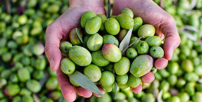 Türkiye'de Zeytin Çekirdeğinden Biyoplastik Üretiliyor