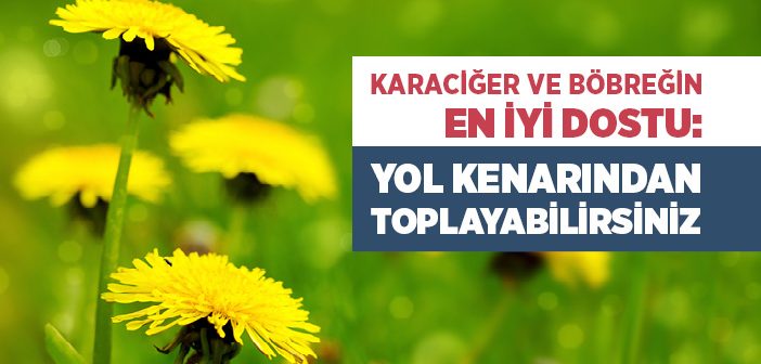 Karahindiba Nedir, Nerede Yetişir, Faydaları Nelerdir?