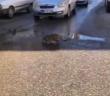 Araçlar Yolda Su İçen Kedi İçin Bekledi
