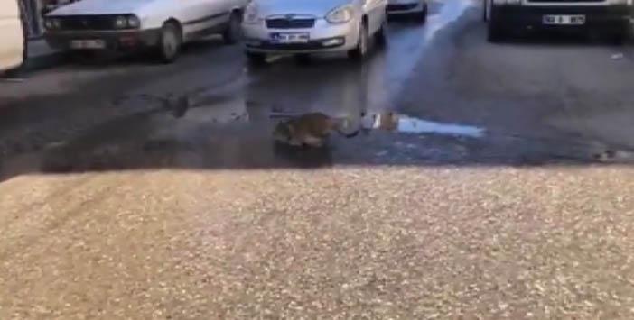 Araçlar Yolda Su İçen Kedi İçin Bekledi