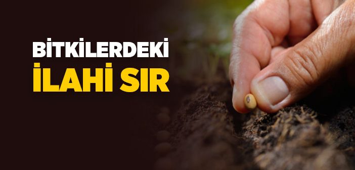 Bitkiler Nasıl Büyür ve Gelişir?