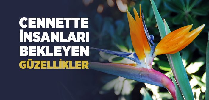 Cennetin Güzellikleri