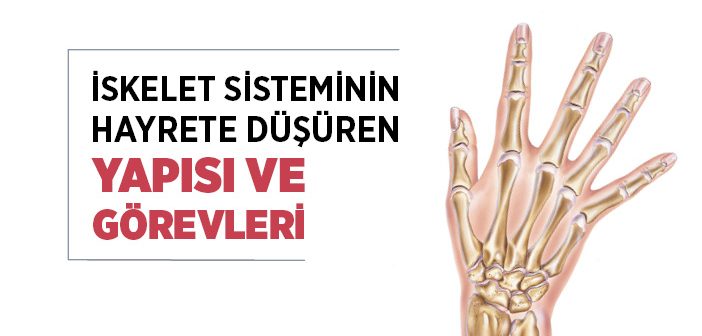 İskelet Sistemi Nedir? İskelet Sisteminin Yapısı ve Görevleri