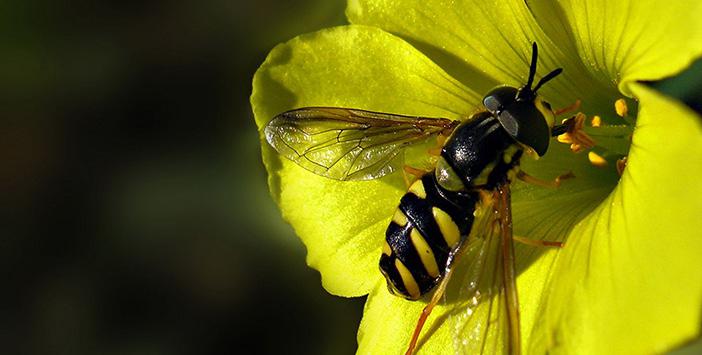 Eşek Arıları X Y Z Denklemini Çözebiliyor