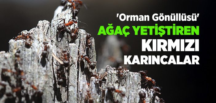 'orman Gönüllüsü' Kırmızı Karıncalar