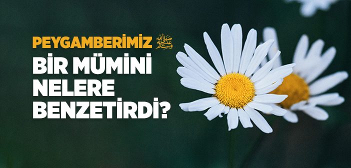 Peygamberimiz Müminleri Nelere Benzetirdi?