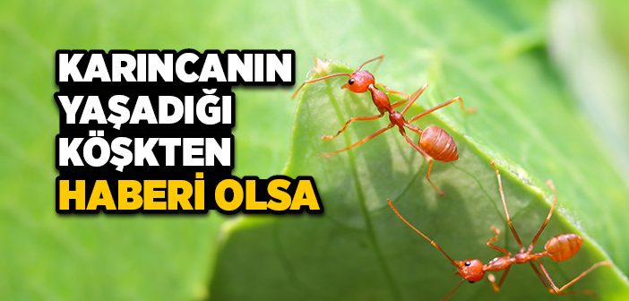 Karıncanın Yaşadığı Köşkten Haberi Olsa...