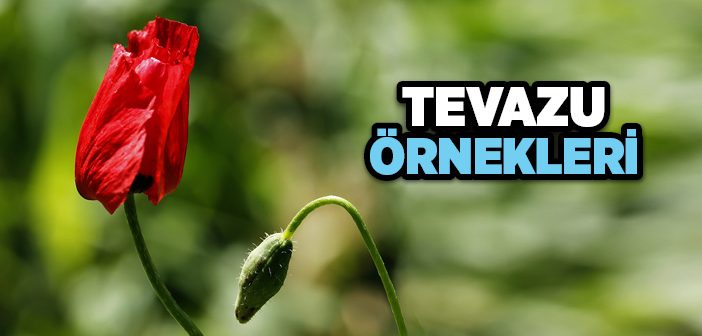 Tevazu Örnekleri