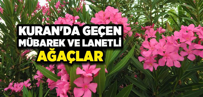 Kuran’da Geçen Mübarek ve Lanetli Ağaçlar