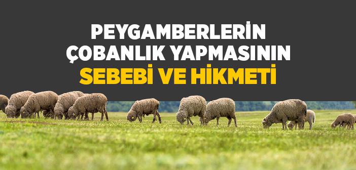 Peygamberler Neden Çobanlık Yapmışlardır?