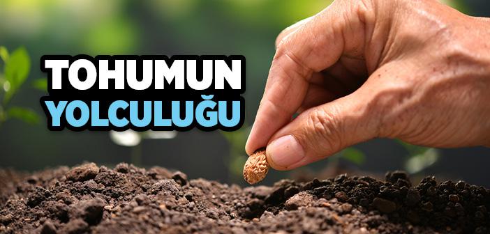 Tohumun Yolculuğu