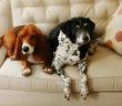 Köpek Giren Eve Melek Girmez mi?