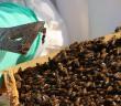 Antibiyotik Yerine Propolis