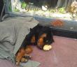Kaldırımda Yatan Köpeği Soğuktan Korumak İçin Üzerine Hırka Örttüler