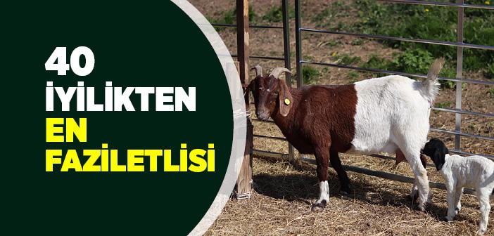 Kırk İyilikten En Faziletlisi